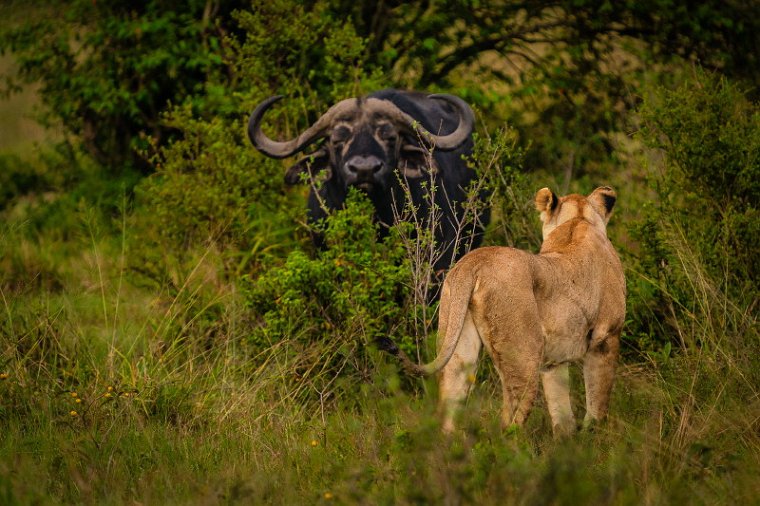 067 Masai Mara, leeuw en buffel.jpg